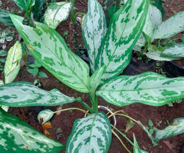 Aglaonema